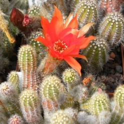 Echinopsis Chamaecereus Peanut Cactus Plant -Plant Life Decor Shop Chamaelobivia silvestri 1