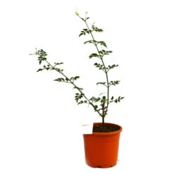 Jasminum Grandiflorum Chameli Plant -Plant Life Decor Shop Chameli 1