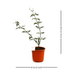 Jasminum Grandiflorum Chameli Plant -Plant Life Decor Shop Chameli 1 00e02707 ec23 4d24 9322 2a9072cbb5ce