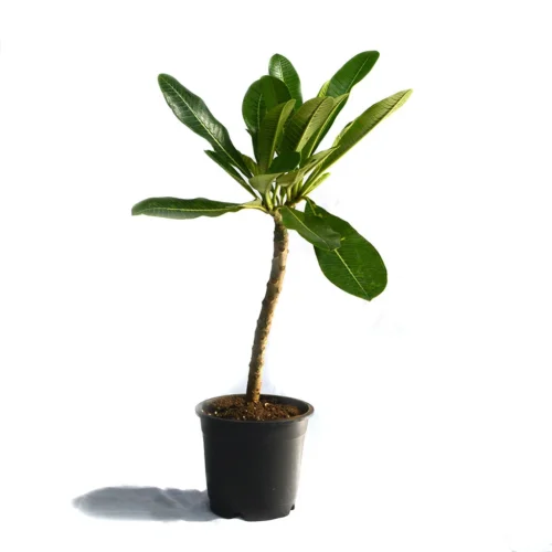 Plumeria Obtusa Dwarf Singapore Pink Champa Plant -Plant Life Decor Shop Champa 3 30f778d2 8519 4a03 94eb 92f8a685bc73