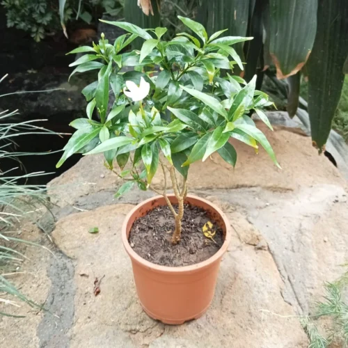 Dwarf Crape Jasmine Chandini Plant