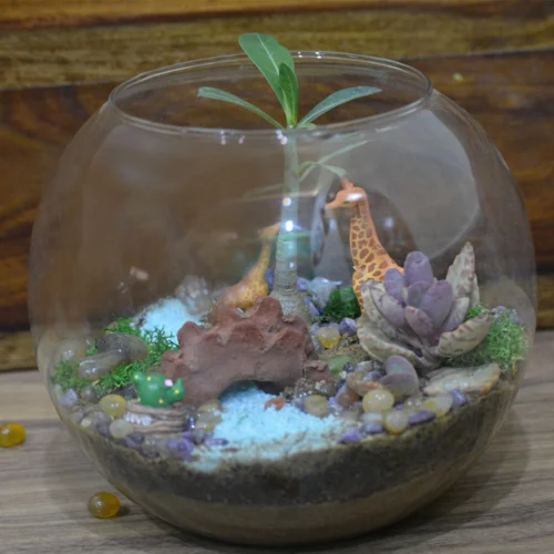 Chatting Up The Adenium Terrarium Kit -Plant Life Decor Shop Chatting up the Adenium 4