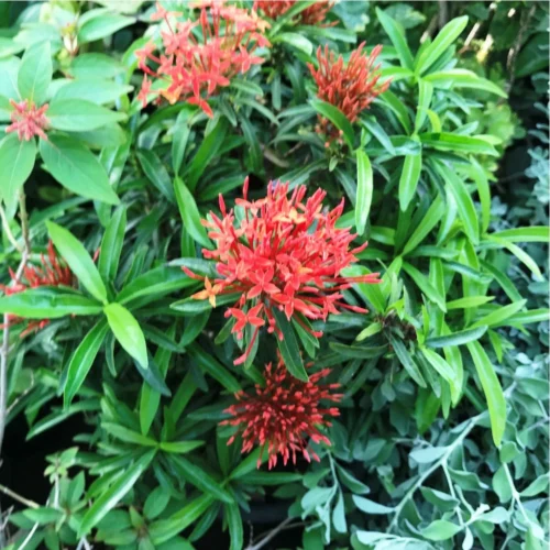 Ixora Red Minature Plant