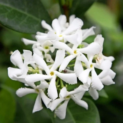 Chinese Star Jasmine Plant