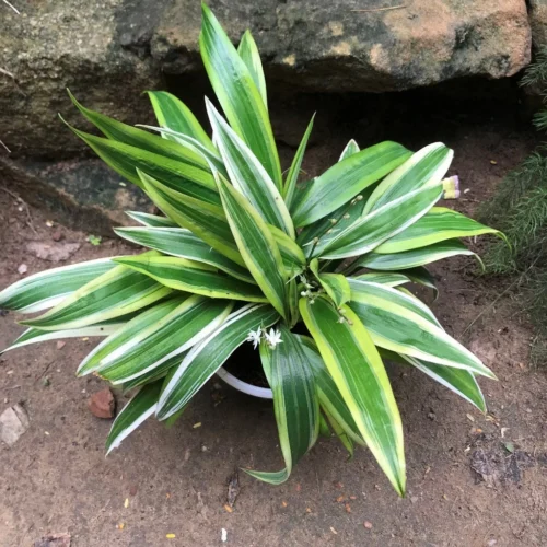 Chlorophytum Alismaefolium Variegata Broad Leaf Plant 5 Chlorophytum Alismaefolium Variegata Broad Leaf Plant -Plant Life Decor Shop ChlorophytumAlismaefolium 4