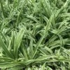 Chlorophytum Comosum Spider Plant