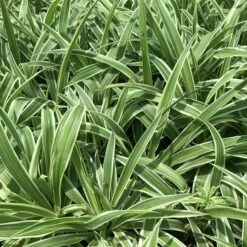 Chlorophytum Comosum Spider Plant