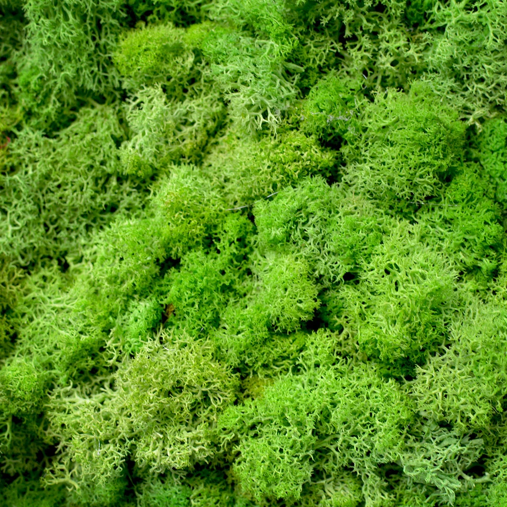 Classic Green Preserved Moss Frame With Light Wood 4 Classic Green Preserved Moss Frame With Light Wood - Image 4