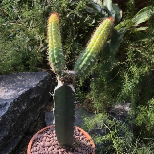 Cleistocactus Samaipatanus Variegata Cactus Plant