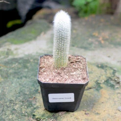 Cleistocactus Strausii Wooly Torch Cactus Plant 10 Cleistocactus Strausii Wooly Torch Cactus Plant -Plant Life Decor Shop Cleistocactus Strausii 2