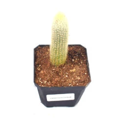 Cleistocactus Strausii Wooly Torch Cactus Plant 12 Cleistocactus Strausii Wooly Torch Cactus Plant -Plant Life Decor Shop Cleistocactus Strausii 4