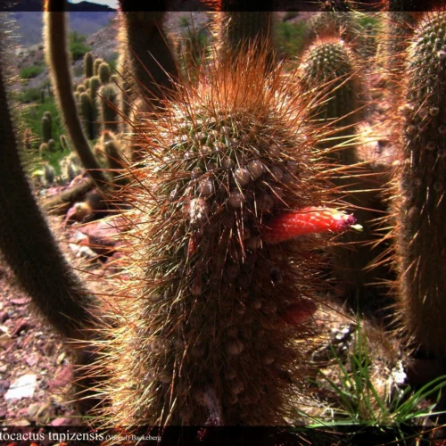 Cleistocactus Buchtienii Cactus Plant -Plant Life Decor Shop Cleistocactusbuchtienii 4