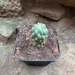 Cleistocactus Fieldianus Subsp. Tessellatus Cactus Plant -Plant Life Decor Shop Cleistocactusfieldianussubsp.tessellatus 1