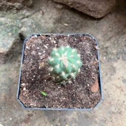 Cleistocactus Fieldianus Subsp. Tessellatus Cactus Plant -Plant Life Decor Shop Cleistocactusfieldianussubsp.tessellatus 2