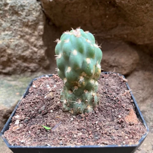 Cleistocactus Fieldianus Subsp. Tessellatus Cactus Plant -Plant Life Decor Shop Cleistocactusfieldianussubsp.tessellatus b9eb411b 88cb 4de5 bd2a c6b868adf3d2