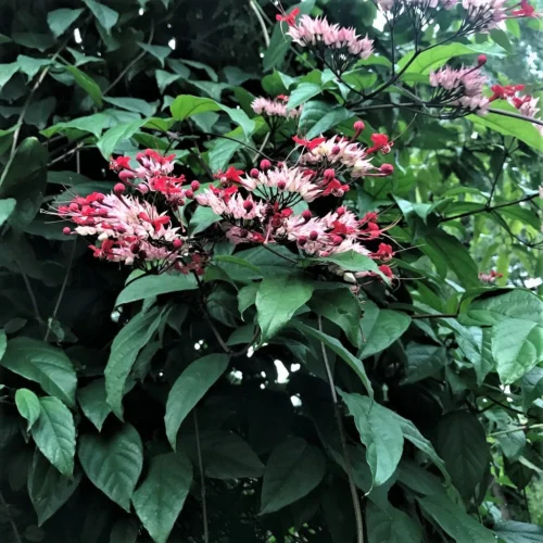 Kashmir Bouquet Plant