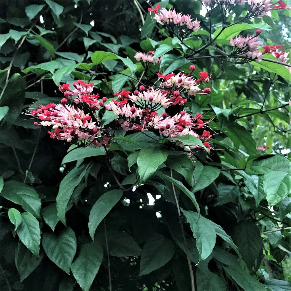 Kashmir Bouquet Plant 1 Kashmir Bouquet Plant