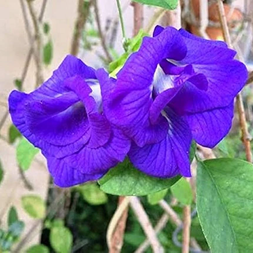 Clitoria Ternatea 'Double Blue' Plant 1 Clitoria Ternatea 'Double Blue' Plant