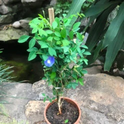 Clitoria Ternatea Aparajita Shankhpushpi Plant -Plant Life Decor Shop Clitoriaternatea 2