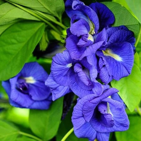 Clitoria Ternatea 'Double Blue' Plant 5 Clitoria Ternatea 'Double Blue' Plant - Image 5