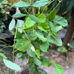 Clitoria Ternatea 'Double Blue' Plant 8 Clitoria Ternatea 'Double Blue' Plant -Plant Life Decor Shop Clitoriaternatea DoubleBlue 2