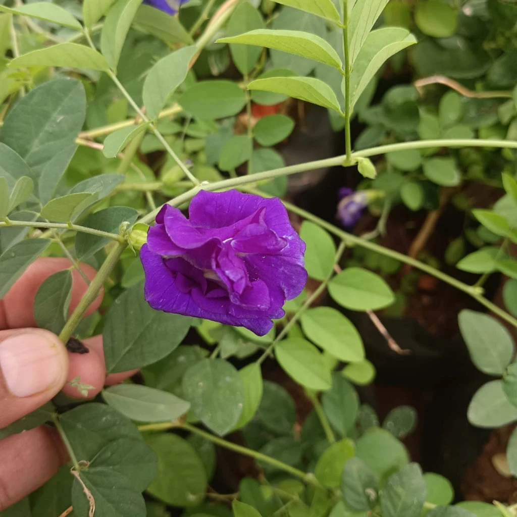 Clitoria Ternatea 'Double Blue' Plant 2 Clitoria Ternatea 'Double Blue' Plant - Image 2