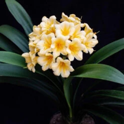 Clivia Miniata Yellow Blush Plant