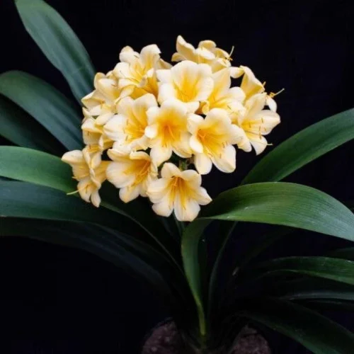 Clivia Miniata Yellow Blush Plant