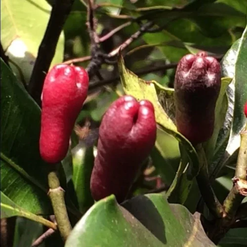 Clove Tree -Plant Life Decor Shop CloveBuds1