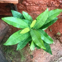 Clove Tree -Plant Life Decor Shop Cloves 2