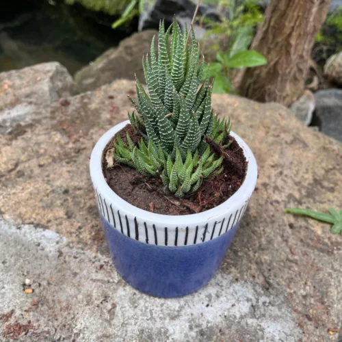 Coastal Edge Ceramic Pot -Plant Life Decor Shop Coastal Edge Ceramic pot 1