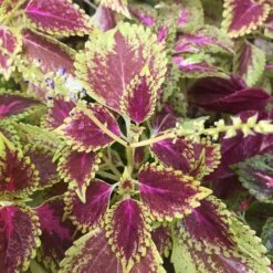 Coleus Wizard Scarlet Plant