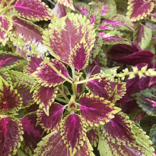 Coleus Wizard Scarlet Plant