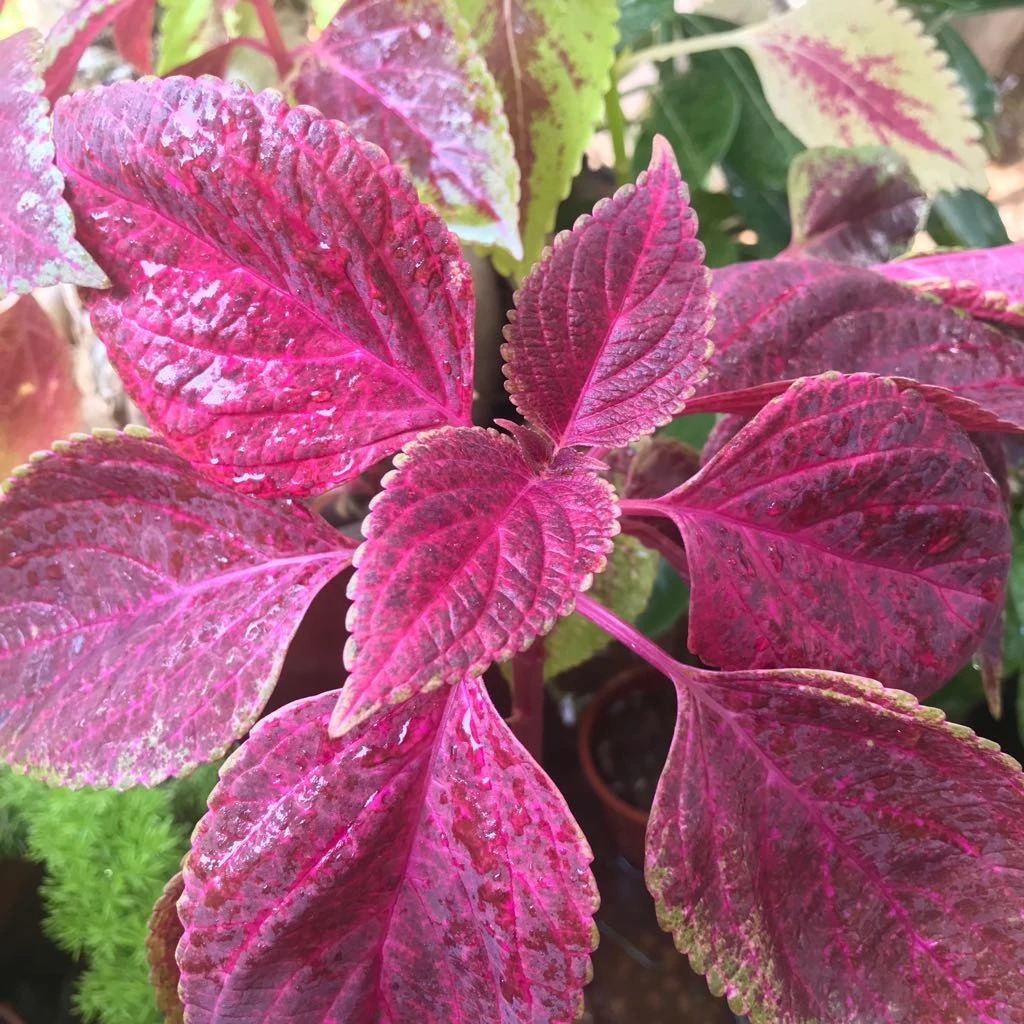 Coleus Trailing Bleeding Heart Plant 1 Coleus Trailing Bleeding Heart Plant
