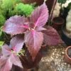 Coleus Kingswood Torch Plant