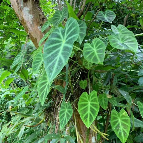 Colocasia Esculenta 'Illustris'- Chamagadda (Bulbs)