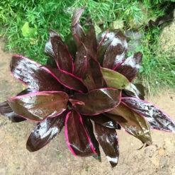 Cordyline Mumba Plant -Plant Life Decor Shop CordylineMumba 3