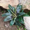 Cordyline Fruticosa Compacta Coffee Plant