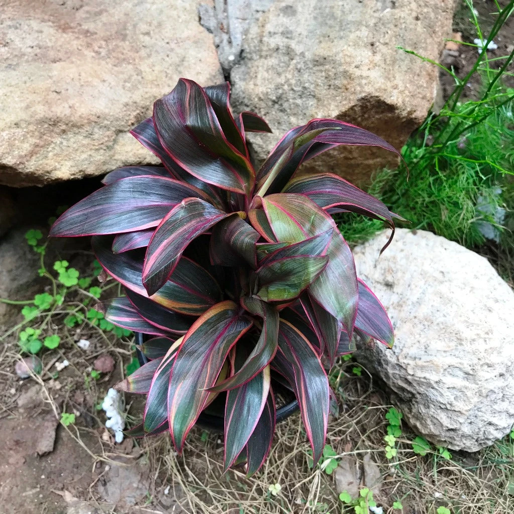Cordyline Fruticosa Compacta Red Plant 2 Cordyline Fruticosa Compacta Red Plant - Image 2