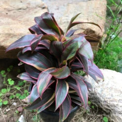 Cordyline Fruticosa Compacta Red Plant 5 Cordyline Fruticosa Compacta Red Plant -Plant Life Decor Shop Cordylinefruticosa Chennai CompactaRed 3