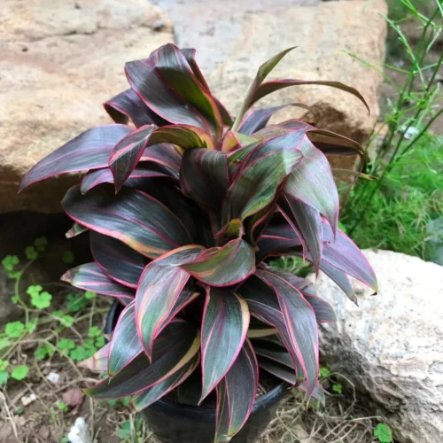 Cordyline Fruticosa Compacta Red Plant -Plant Life Decor Shop Cordylinefruticosa Chennai CompactaRed 3