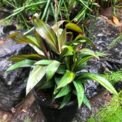 Cordyline Fruticosa Compacta Orange Plant -Plant Life Decor Shop Cordylinefruticosa Goa CompactaOrange 3