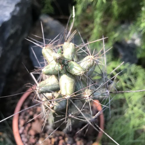 Coryphantha Macromeris Cactus Plant -Plant Life Decor Shop Corepantha macromeris 3