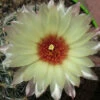 Coryphantha Cornifera V Echinus Cactus Plant