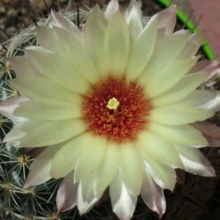 Coryphantha Cornifera V Echinus Cactus Plant