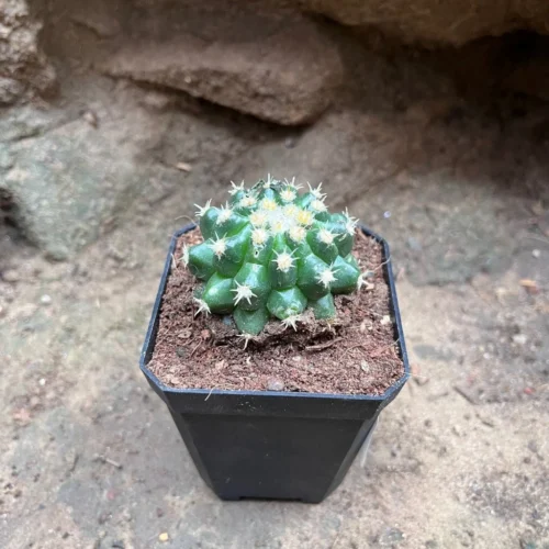 Coryphantha Elephantidens Cactus Plant 6 Coryphantha Elephantidens Cactus Plant -Plant Life Decor Shop CoryphanthaElephantidens 3