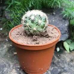 Coryphantha Cornifera V Echinus Cactus Plant -Plant Life Decor Shop Coryphantha Cornifera V Echinus