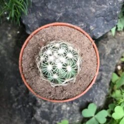 Coryphantha Cornifera V Echinus Cactus Plant -Plant Life Decor Shop Coryphantha Cornifera V Echinus 2