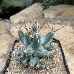 Coryphantha Macromeris Cactus Plant -Plant Life Decor Shop Coryphanthamacromeris 4