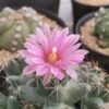 Coryphantha Macromeris Cactus Plant